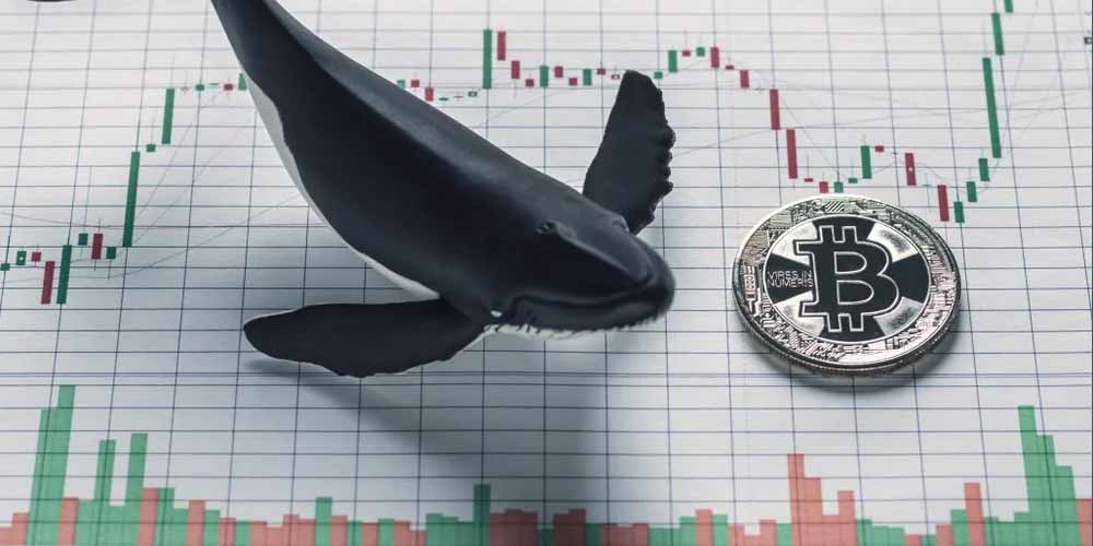 A whale trying to manipulate the price of Bitcoin